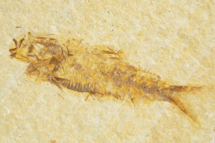 Detailed Fossil Fish (Knightia) - Wyoming #318545